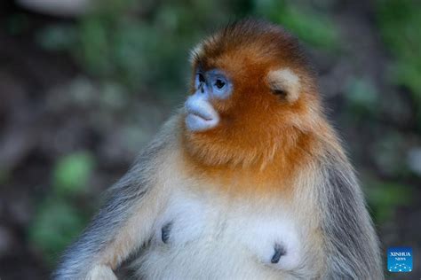 玉合公園怎麼樣 可以從不同的角度來探討這座公園的魅力與特色